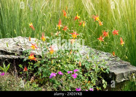 WESTERN Red Columbine Aquilegia elegantula pierre dans le jardin Banque D'Images