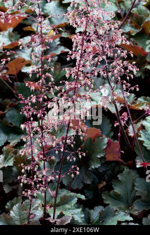 Hardy Heuchera 'Chocolate Ruffles' fleurs Heucheras plante Coral Bells Alumroot Coralbells Alum Root Banque D'Images