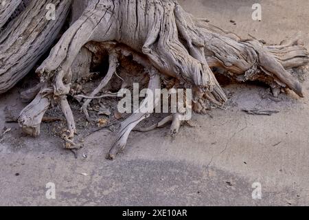 racines d'arbre dans le plancher de béton dans la cour arrière d'une maison Banque D'Images