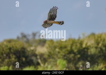 Chasse au Harrier du Nord dans le marais de Floride Banque D'Images