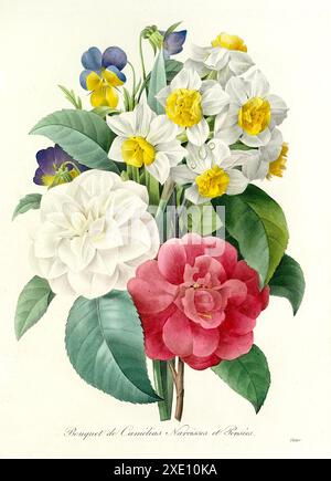 Pierre-Joseph redouté - bouquet de camélias, jonquilles et pansies - 1827 Banque D'Images