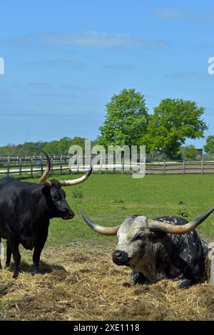 Aurochs Banque D'Images