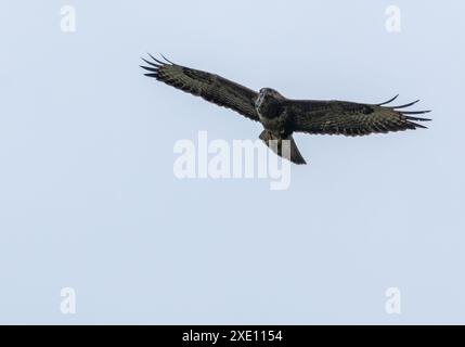 Buzzard avec un shew volant dans le ciel bleu Banque D'Images