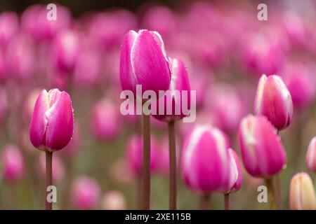 Belles tulipes roses dans un parterre de fleurs, gros plan Banque D'Images