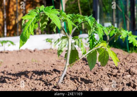 Une jeune plantule de tomate sur le lit. Le Bush de tomates vertes sur le fond d'un jardin ensoleillé Banque D'Images