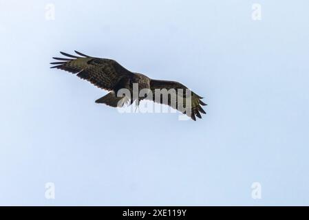 Buzzard avec un shew volant dans le ciel bleu Banque D'Images