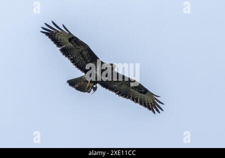 Buzzard avec un shew volant dans le ciel bleu Banque D'Images