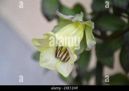 Cobaea scandens fleur en gros plan. Vigne à coupe et soucoupe, cloches de cathédrale, lierre mexicain ou cloches de monastère. Banque D'Images