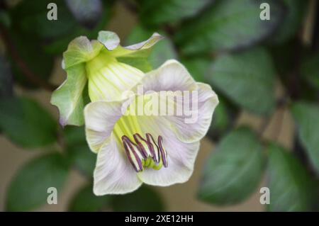 Cobaea scandens fleur en gros plan. Vigne à coupe et soucoupe, cloches de cathédrale, lierre mexicain ou cloches de monastère. Banque D'Images