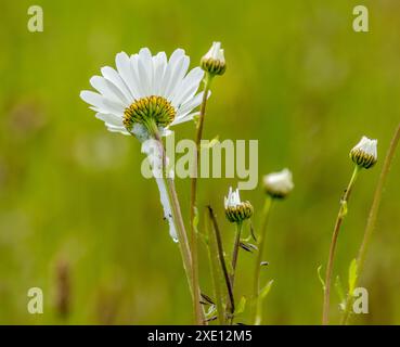 Coucou craché sur la tige d'une Marguerite causée par des nymphes froghopper Banque D'Images