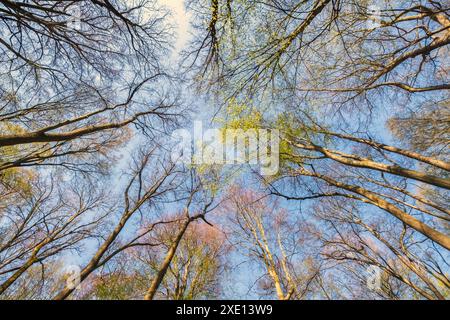 Sommets d'arbres verts dans la forêt printanière Banque D'Images