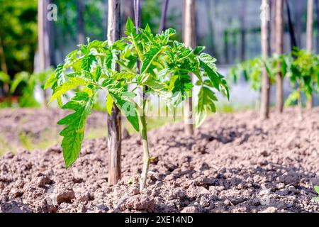 Tomate. Une jeune plante après avoir transplanté des semis dans le sol ouvert Banque D'Images