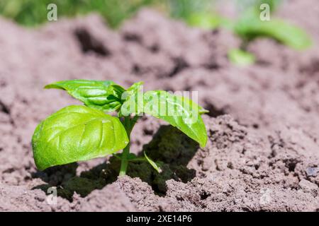 La plante de basilic (Ocimum basilicum). Plantule de basilic au printemps dans le sol. Banque D'Images