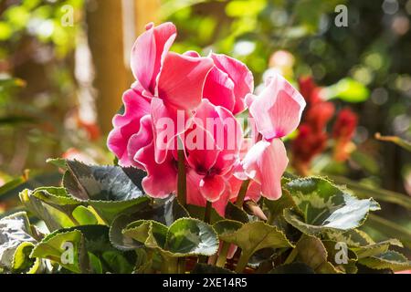 Belles fleurs de Cyclamen dans un jardin Banque D'Images