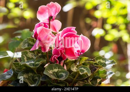 Belles fleurs de Cyclamen dans un jardin Banque D'Images