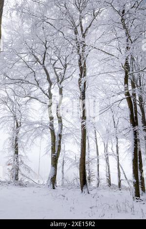 Géographie / voyage, Allemagne, Hesse, Snowy Taunus Winter Forest near Engenhahn, ADDITIONAL-RIGHTS-LEARANCE-INFO-NOT-AVAILABLE Banque D'Images