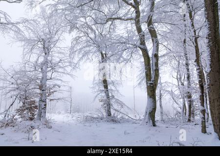 Géographie / voyage, Allemagne, Hesse, Snowy Taunus Winter Forest near Engenhahn, ADDITIONAL-RIGHTS-LEARANCE-INFO-NOT-AVAILABLE Banque D'Images