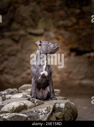 Staffordshire Bull Terrier sur un rocher posant pour un portrait en plein air à la lumière naturelle Banque D'Images