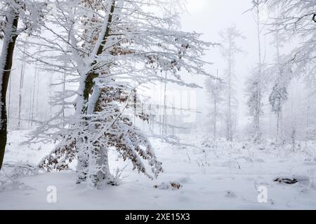 Géographie / voyage, Allemagne, Hesse, Snowy Taunus Winter Forest near Engenhahn, ADDITIONAL-RIGHTS-LEARANCE-INFO-NOT-AVAILABLE Banque D'Images