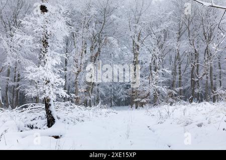 Géographie / voyage, Allemagne, Hesse, Forêt d'hiver dans la réserve naturelle de Rheingau-Taunus près d'Engenhahn, ADDITIONAL-RIGHTS-LEARANCE-INFO-NOT-AVAILABLE Banque D'Images