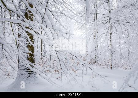 Géographie / voyage, Allemagne, Hesse, Snowy Taunus Winter Forest near Engenhahn, ADDITIONAL-RIGHTS-LEARANCE-INFO-NOT-AVAILABLE Banque D'Images