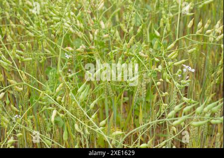 Peut-être des fèves de soja poussant dans un champ agricole. Coccinelle (coccinelle) sur une tige de blé. Haricot et blé poussant ensemble. Banque D'Images