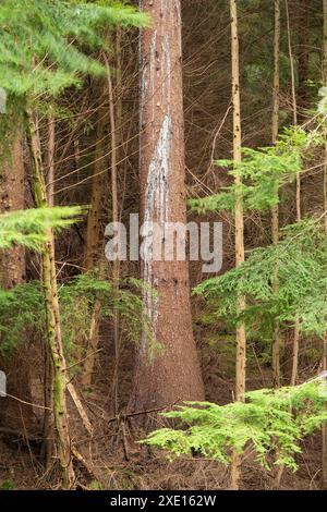 Autour du lac Vyrnwy en automne, Powys, Mid Wales, Royaume-Uni Banque D'Images