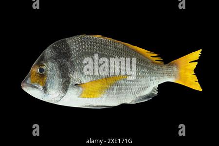 Poisson dorado à nageoires jaunes frais isolé Banque D'Images