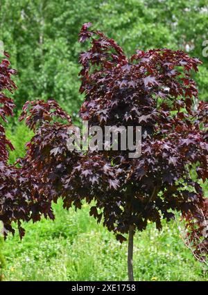 Acer Platanoides est un rouge Maple Royal de Norvège Banque D'Images