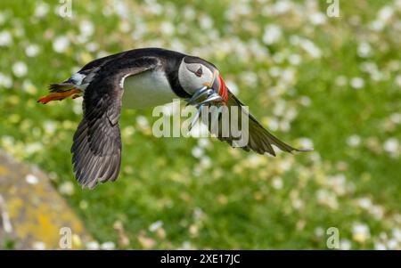 Gros plan d'un macareux de l'atlantique volant bas au-dessus de l'herbe avec des marguerites avec des anguilles de sable dans son bec Banque D'Images