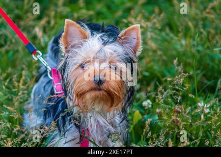 Yorkshire Terrier sur une promenade en plomb . Race britannique de chien jouet de type terrier Banque D'Images