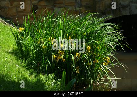 Marsh iris Banque D'Images