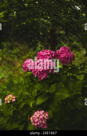 Hortensia rose, gros plan. Buisson à fleurs. Énorme hortensia dans le jardin avant. Hortensia violette et rose fleurie. Banque D'Images