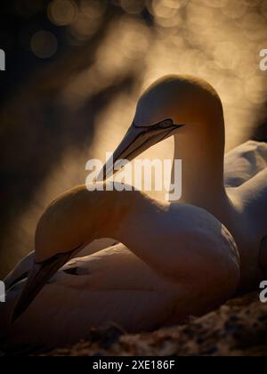 Portrait de gannet blanc. Portrait en pose adulte gannet nordique dans la nature sauvage. Oiseau blanc dans la nature sauvage. Espèces très anciennes. Oiseau de mer beutiful. Célèbre Banque D'Images