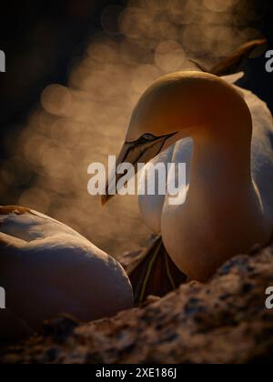 Plan d'un oiseau de colonie de sternes nordiques nichant dans la soirée en allemagne. Célèbre canet nord oiseau dans la nature sauvage au crépuscule. Photo du monde animal Banque D'Images