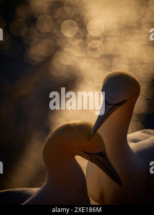 Célèbre gannet nordique. Portrait de gannet. Portrait en pose adulte gannet nordique dans la nature sauvage. Oiseau blanc dans la nature sauvage. Espèces très anciennes. Beutifu Banque D'Images