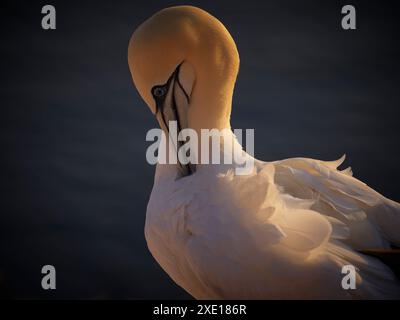 Plan d'un oiseau de colonie de sternes nordiques nichant dans la soirée en allemagne. Portrait de gannet. Portrait en pose adulte gannet nordique dans la nature sauvage. B Banque D'Images