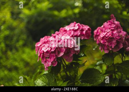 Hortensia rose, gros plan. Buisson à fleurs. Énorme hortensia dans le jardin avant. Hortensia violette et rose fleurie. Banque D'Images