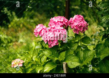 Hortensia rose, gros plan. Buisson à fleurs. Énorme hortensia dans le jardin avant. Hortensia violette et rose fleurie. Banque D'Images