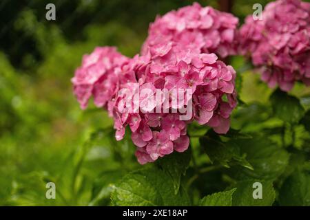 Hortensia rose, gros plan. Buisson à fleurs. Énorme hortensia dans le jardin avant. Hortensia violette et rose fleurie. Banque D'Images