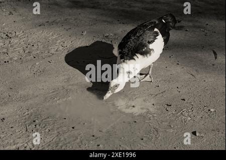 Canard de Barbarie avec des plumes noires et blanches distinctives buvant dans une petite flaque dans le parc Maria Luísa Banque D'Images