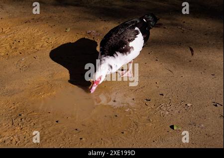 Canard de Barbarie avec des plumes noires et blanches distinctives buvant dans une petite flaque dans le parc Maria Luísa Banque D'Images