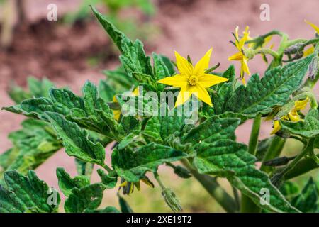 Fleurs de tomates. Vue rapprochée de la fleur jaune et du feuillage vert Banque D'Images