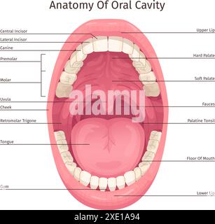 Infographie de la cavité buccale. Bouche humaine à l'intérieur des parties structure anatomique système de dents diagramme de dentisterie, gorge ouverte lèvres langue dentaire schéma d'hygiène dentaire, illustration vectorielle chic Illustration de Vecteur