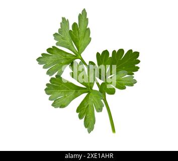 Branche avec feuilles de persil vert isolé plante fraîche sur fond blanc. Banque D'Images