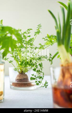 Culture à partir de déchets organiques, de carottes germées et de betteraves à la maison, d'oignons et de céleri et d'ail, fée de légumes utile et savoureux Banque D'Images