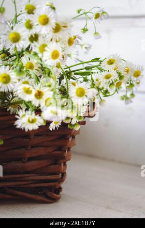 Bouquet de petites danses dans un panier en osier. Fleurs de camomille dans le panier sur la table. Intérieur confortable avec des fleurs blanches. Cadeau floral. Mode de vie rural. Banque D'Images