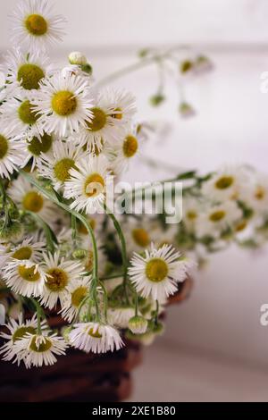 Bouquet de petites danses dans un panier en osier. Fleurs de camomille dans le panier sur la table. Intérieur confortable avec des fleurs blanches. Cadeau floral. Mode de vie rural. Banque D'Images