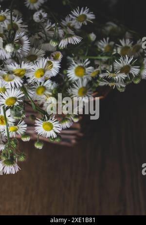 Bouquet de petites danses dans un panier en osier. Fleurs de camomille dans le panier sur la table. Intérieur confortable avec des fleurs blanches. Cadeau floral. Mode de vie rural. Banque D'Images