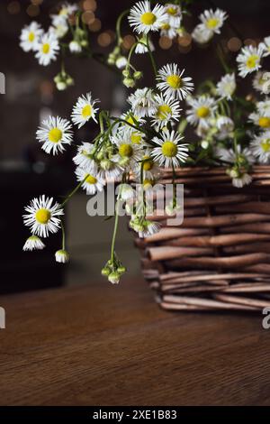 Bouquet de petites danses dans un panier en osier. Fleurs de camomille dans le panier sur la table. Intérieur confortable avec des fleurs blanches. Cadeau floral. Mode de vie rural. Banque D'Images